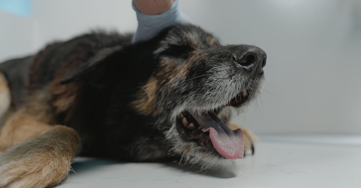 Close-up of a German Shepherd dog resting on a vet's examination table, showing comfort and care.